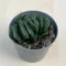Haworthia maughanii 