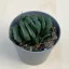 Haworthia maughanii 