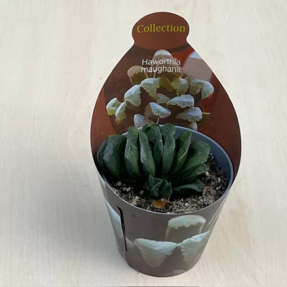 Haworthia maughanii 