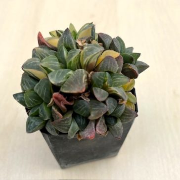 Haworthia mutica variegated