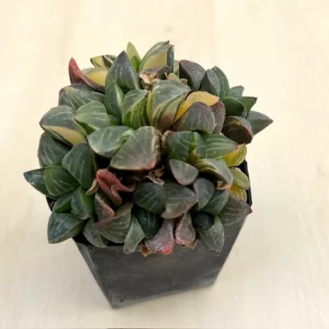 Haworthia mutica variegated