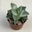Haworthia retusa 'Silver Variegata'