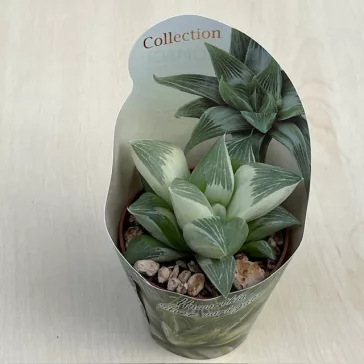 Haworthia retusa 'Silver Variegata'