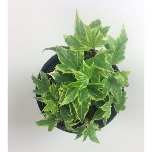 Hedera caneriensis variegata