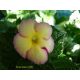 Hot Water Plant  'Honey Queen'