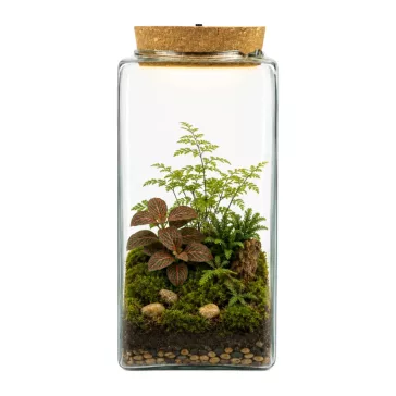 Glass Terrarium Jar with LED Cork Lid 25 cm
