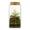 Glass Terrarium Jar with LED Cork Lid 25 cm