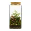 Glass Terrarium Jar with LED Cork Lid 25 cm