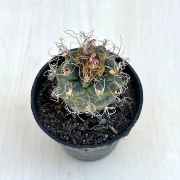 Kadenicarpus pseudomacrochele