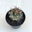 Kadenicarpus pseudomacrochele
