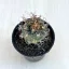 Kadenicarpus pseudomacrochele