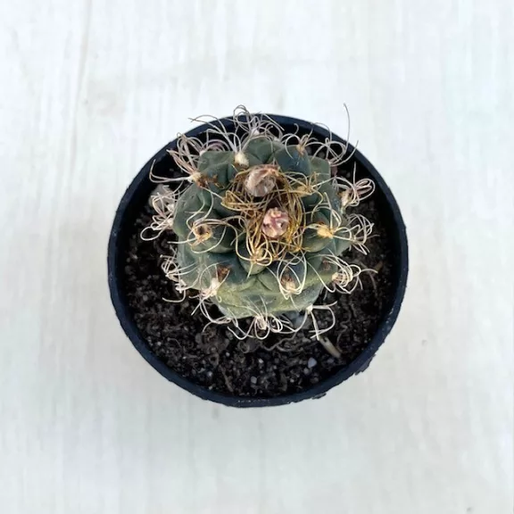 Kadenicarpus pseudomacrochele