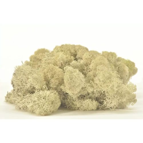 PRESERVED REINDEER MOSS - BOX 1 KG - Cream
