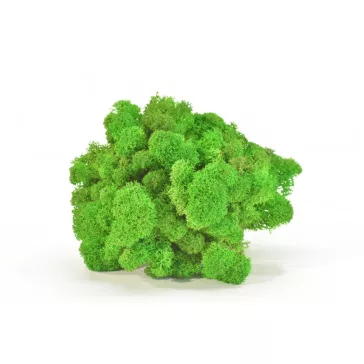 PRESERVED REINDEER MOSS - BOX 1 KG - LIght green