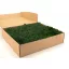 PRESERVED REINDEER MOSS - BOX 1 KG - FOREST GREEN