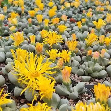 Lapidaria margaretae