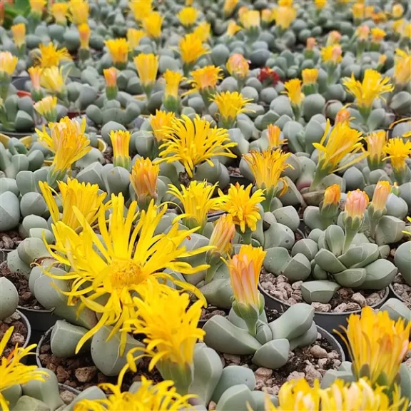 Lapidaria margaretae