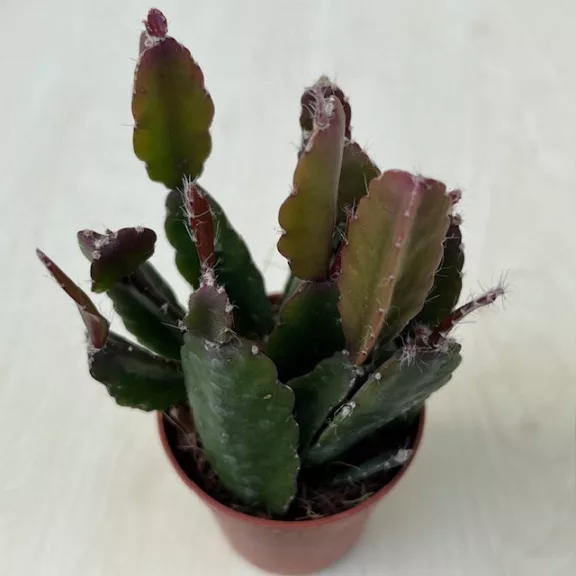 Lepismium houlletianum Lepismium houlletianum