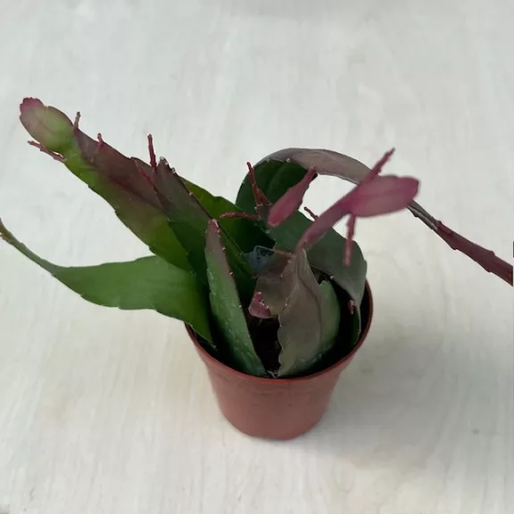 Lepismium houlletianum Lepismium houlletianum