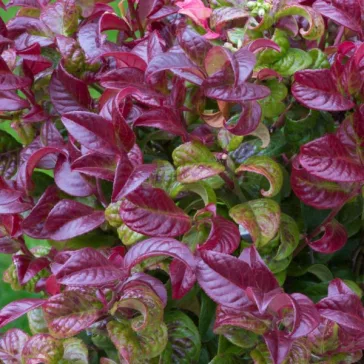 Leucothoe axillaris ‘Curly Red’