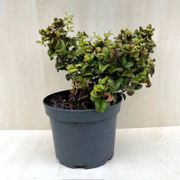 Leucothoe axillaris ‘Curly Red’