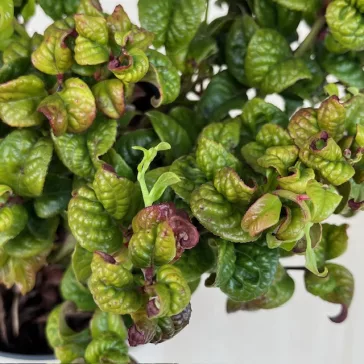 Leucothoe axillaris ‘Curly Red’