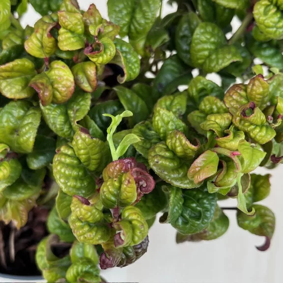 Leucothoe axillaris ‘Curly Red’