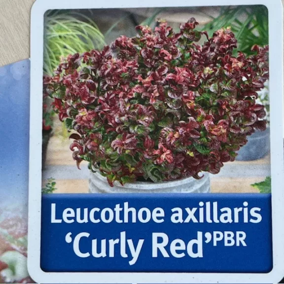 Leucothoe axillaris ‘Curly Red’