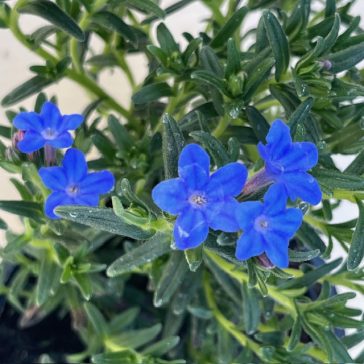 Lithodora diffusa