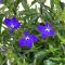 Lobelia erinus