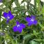 Lobelia erinus