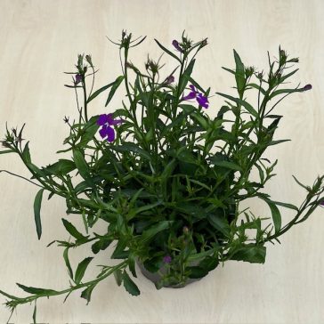 Lobelia erinus