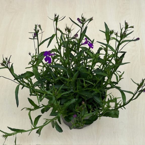 Lobelia erinus