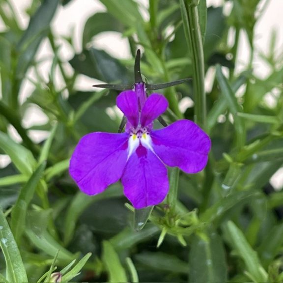 Lobelia erinus