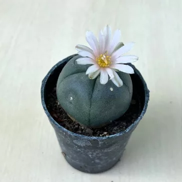 Lophophora williamsii (Peyote)
