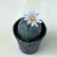 Lophophora williamsii (Peyote)