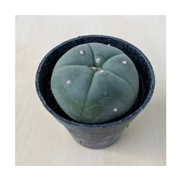 Lophophora williamsii (Peyote)