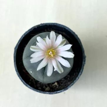 Lophophora williamsii (Peyote)