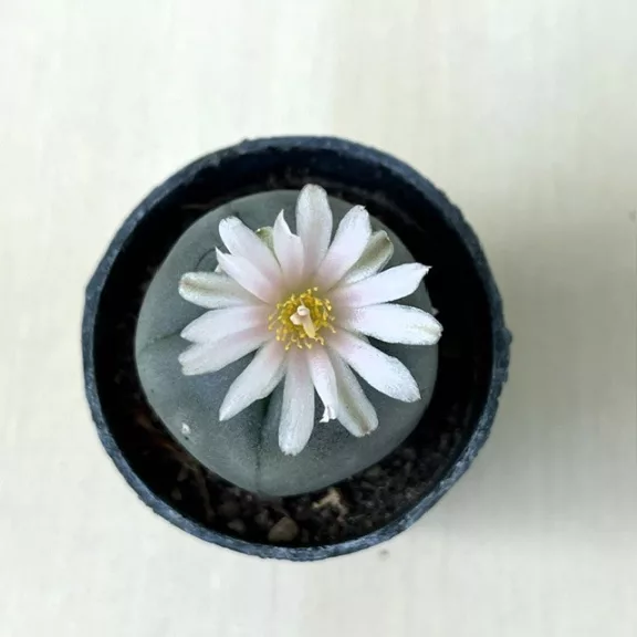 Lophophora williamsii (Peyote)
