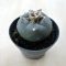 Lophophora williamsii (Peyote)
