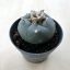 Lophophora williamsii (Peyote)