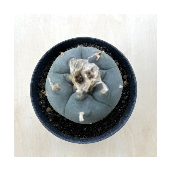 Lophophora williamsii (Peyote)