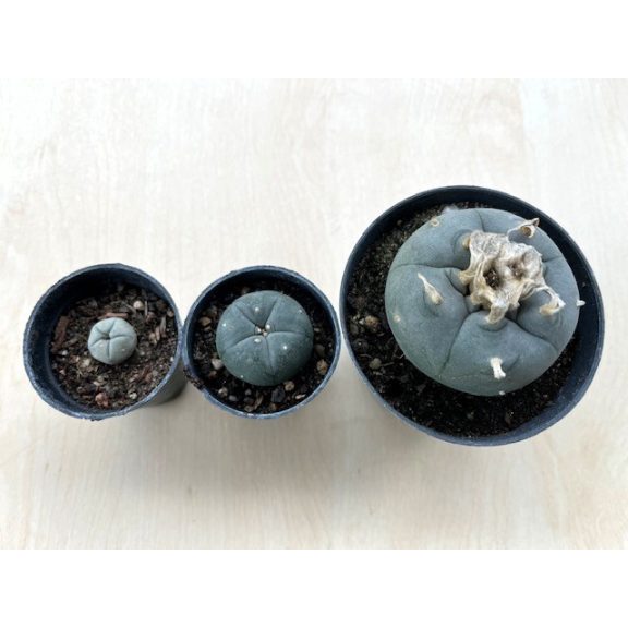 Lophophora williamsii (Peyote)