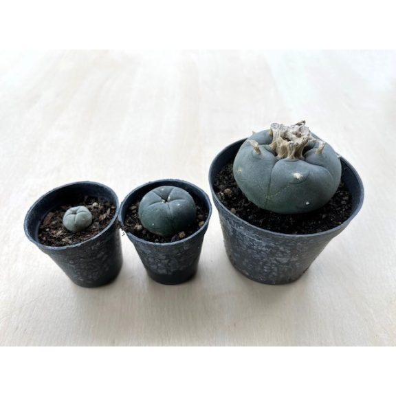 Lophophora williamsii (Peyote)