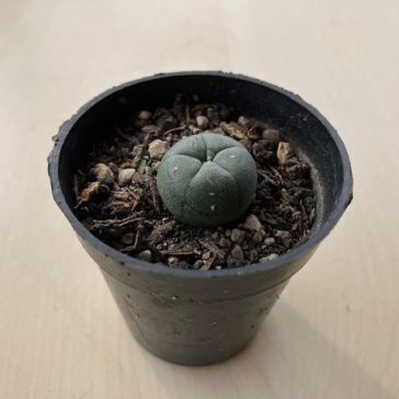 Lophophora williamsii (Peyote)