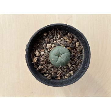 Lophophora williamsii (Peyote)