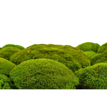 Preserved Forest Moss - Ball moss Light green