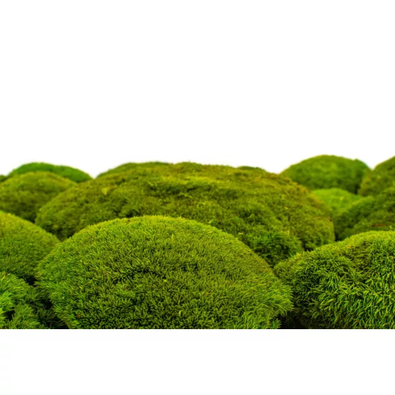 Preserved Forest Moss - Ball moss Light green