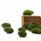 Preserved Forest Moss - Ball moss Natural green