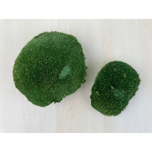 Preserved Forest Moss - Ball moss Natural green